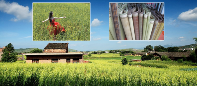 祁东黄花菜 祁东黄花菜